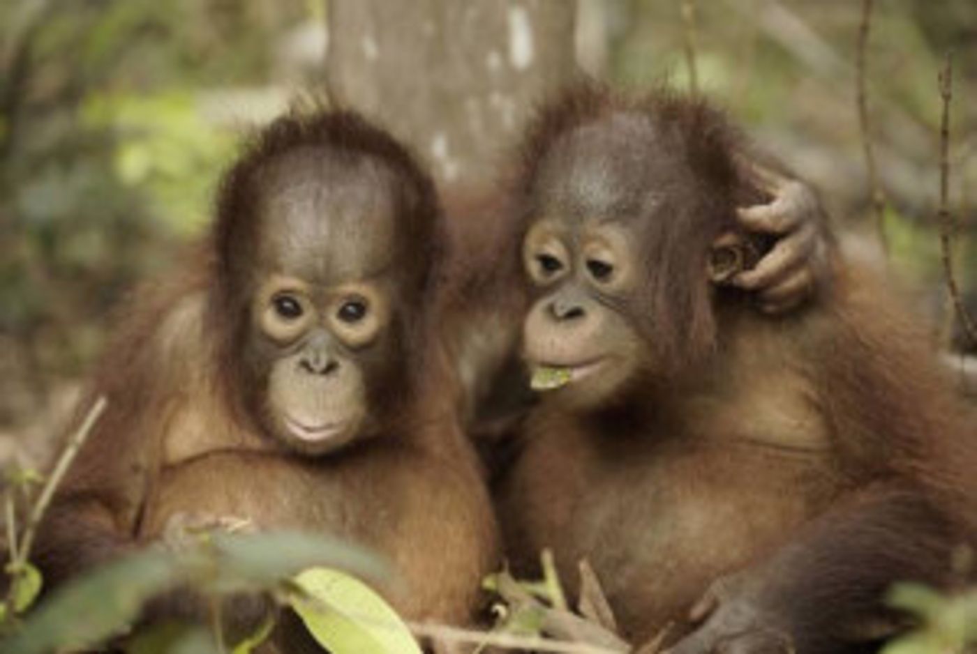 Smithsonian Channel Announces New Docuseries ORANGUTAN JUNGLE SCHOOL Smithsonian Channel Announces New Docuseries ORANGUTAN JUNGLE SCHOOL Image