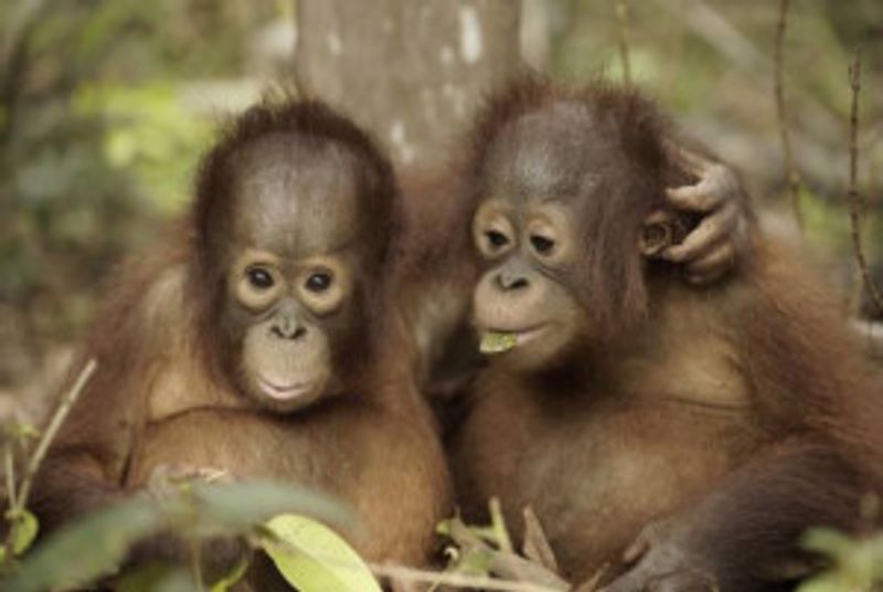 Smithsonian Channel Announces New Docuseries ORANGUTAN JUNGLE SCHOOL Image