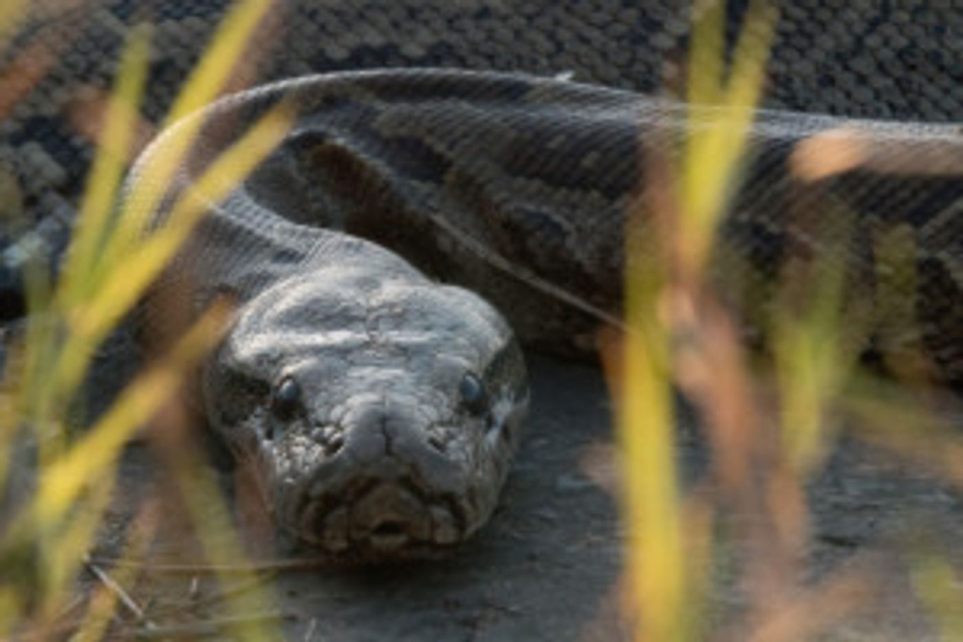 Smithsonian Channel Presents New Series QUEEN OF THE PYTHONS Smithsonian Channel Presents New Series QUEEN OF THE PYTHONS Image