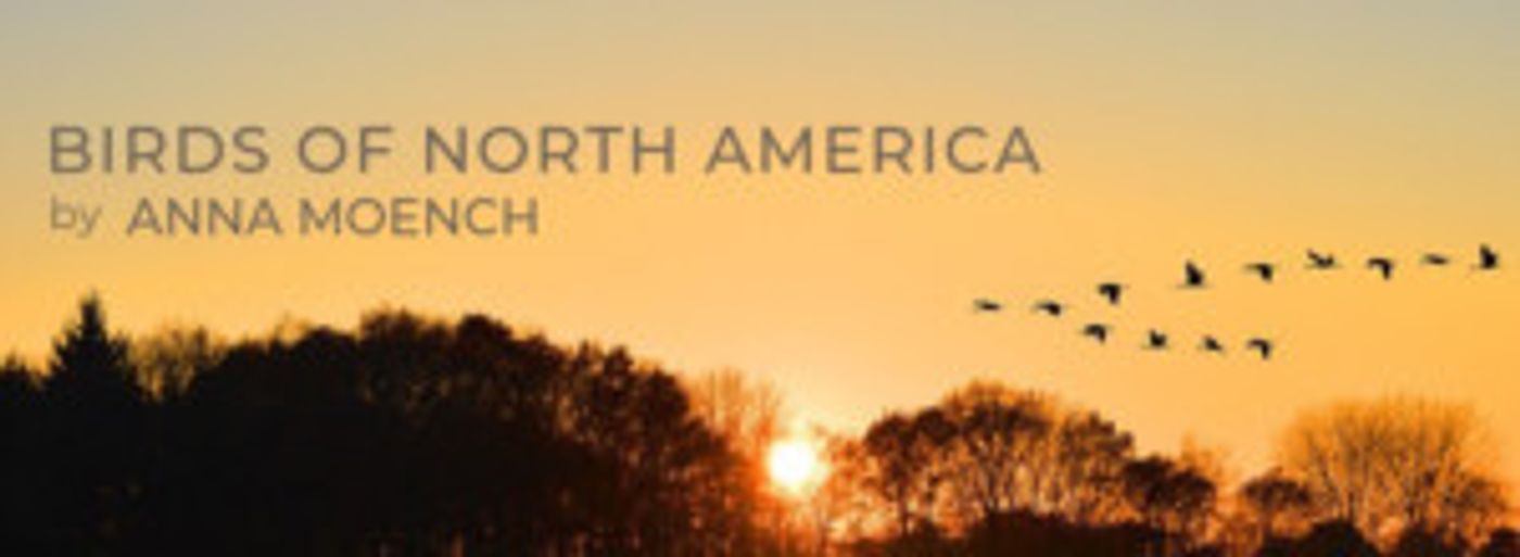 Experience BIRDS OF NORTH AMERICA Outdoors At Theater With A View  Image