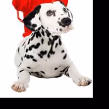 Washington DC Run of 101 DALMATIANS Postponed Until October 2010