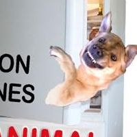 Garrison Little Theatre Presents ANIMAL MAGNETISM and PERFECT WEDDING