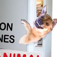 Garrison Little Theatre Presents ANIMAL MAGNETISM and PERFECT WEDDING
