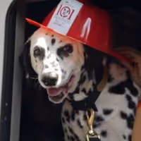 Photo Coverage: 101 DALMATIONS Arrives in New York City