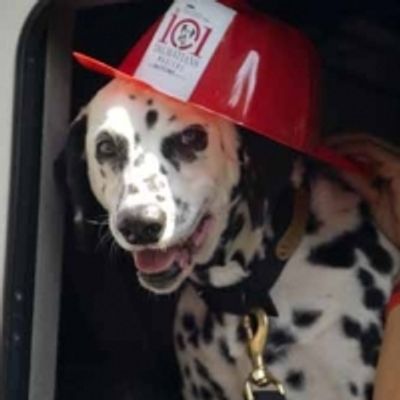 Photo Coverage: 101 DALMATIONS Arrives in New York City