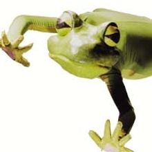 FROGZ Returns to The Imago Theater, 4/15-5/16