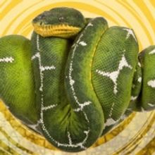 Lizards and Snakes Returns to Museum of Natural History 3/6