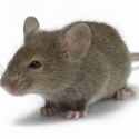 TENOR's 'Mouse-gate:' The Mouse Responds
