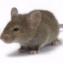TENOR's 'Mouse-gate:' The Mouse Responds