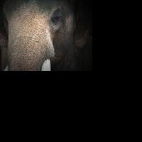 DiverseWorks Presents 'Zoosphere' Installation, 3/12-4/17