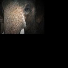 DiverseWorks Presents 'Zoosphere' Installation, 3/12-4/17