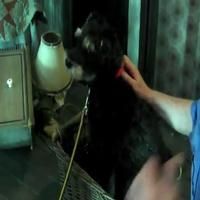 THE WIZARD OF OZ BLOG: Dangerous Dave Rehearses Video