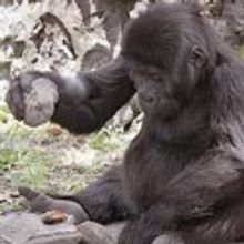 Gorilla Theatre Seeks Volunteers for Costume/Props Clean-up, 7/10