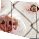 Theatre503 Presents BREED, 9/21-10/16