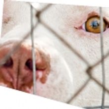 Theatre503 Presents BREED, 9/21-10/16