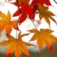 Fall Festivals and Open Houses Announces For The Baltimore Area