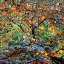 Michael Ingbar Gallery Extends Christopher Burkett's Solo Exhibition Through January