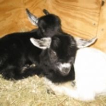 Baby Goats Arrive At NarroWay For THE FOURTH CROSS 1/8