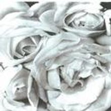 Greco, Reiner, and Gwaltney Star In Pascal Productions' MODOTTI, Begins 6/8