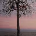 Dulcy Roger's I AM A TREE Opens At The Lillian Theatre 6/19