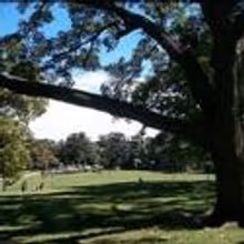 AOP Offers Free Opera In Fort Greene Park 6/21