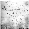 Donmar's KING LEAR To Be Broadcast by NT Live Feb 3 2011