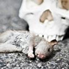 Eclipse Theatre Announces Their 2011 Season