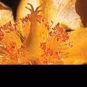 Chamber Music Palisades Presents QUINTET FOR OBOE, STRINGS AND PIANO 10/19