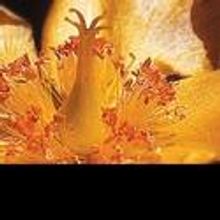 Chamber Music Palisades Presents QUINTET FOR OBOE, STRINGS AND PIANO 10/19