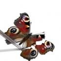 Houston Grand Opera Announces an Additional Performance Of MADAME BUTTERFLY