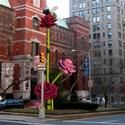 Will Ryman's Roses Bloom On Park Avenue