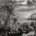 THE EVERGLADES: VANISHING SPLENDOR On view at Central Park's Arsenal Gallery