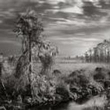 THE EVERGLADES: VANISHING SPLENDOR On view at Central Park's Arsenal Gallery