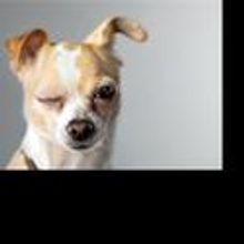 Roscommon Arts Centre Announces Their November Events