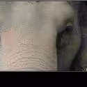 Artists for Elephants Benefit at Joe's Pub To Be Streamed Live Online 12/6