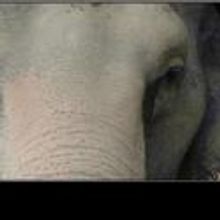 Artists for Elephants Benefit at Joe's Pub To Be Streamed Live Online 12/6