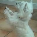 THE WIZARD OF OZ Blog: Toto Training