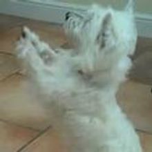THE WIZARD OF OZ Blog: Toto Training