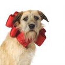 Photo Flash: HCT Presents ANNIE