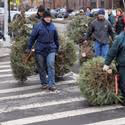 Over 16,000 Trees Mulched At MULCHFEST 2011