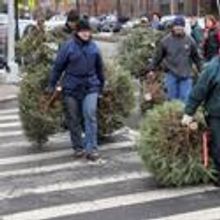 Over 16,000 Trees Mulched At MULCHFEST 2011