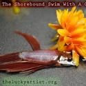 The Shorebound Swim with a One Click Kick Plays Frigid 2/24-3/6