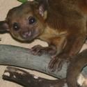 The Staten Island Zoo Announces The Arrival of a Kinkajou