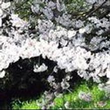 Frigid NY Presents JapJAP 2/25-3/6