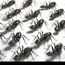 Cast of INVASION! To Perform At PowerHouse Arena in DUMBO Brooklyn 2.20