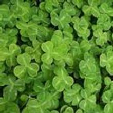 St. Patrick’s Day Parade Queen Contest Held In Chicago 2/20