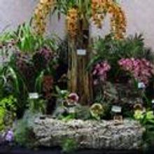 California Hotel and Casino Hosts Exquisite Cymbidium Orchid Show