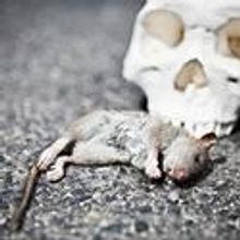 The 2011 Naomi Wallace Season Opens With ONE FLEA SPARE 4/7-9