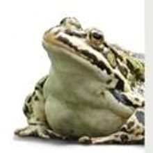 Stage Left Theatre Presents LeapFest 8 June 14-July 3