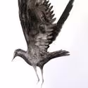 Taking Flight Opens at the Jackson Gallery at Town Hall Theater June 19